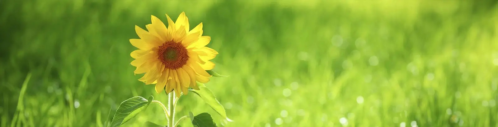 Fotografie einer Sonnenblume vor einer sattgrünen Wiese.